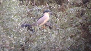 Les oiseaux du Lac du Der en Été