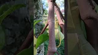 very beautiful jackfruit in rural life   #shorts #fruit #garden