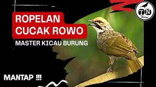 Cucak Rowo Gacor Ropel Mewah Syahdu Di Desa #cucakrowo #cucakrowogacor #cucakroworopel #kicaumania