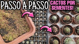 COMO PLANTAR CACTOS por SEMENTES - suculentas