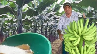 LAS FUENTES DE NITRÓGENO MÁS UTILIZADA EN PLATANO Y BANANO.