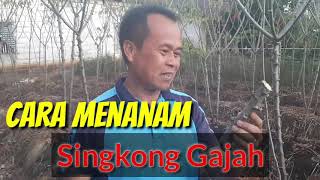 CARA BUDIDAYA SINGKONG GAJAH