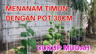 MENANAM TIMUN DI POT