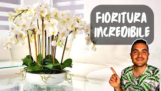 ORCHIDEE COME FARLE RIFIORIRE IN 4 SEMPLICI PASSI