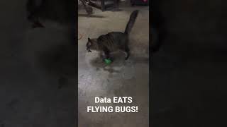 Oh yeah?! Well flying bugs are SNACKS!"