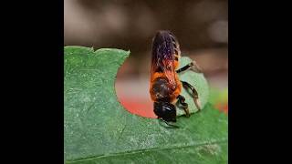 Wooly wall bee cutting leaf #artist #bug