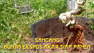 bonsai sancang setahun tanam sudah bisa di panen