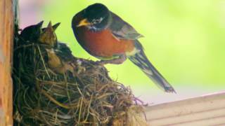 Bird Feeding At Muckducks