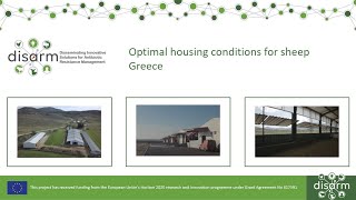 Optimal housing conditions for sheep