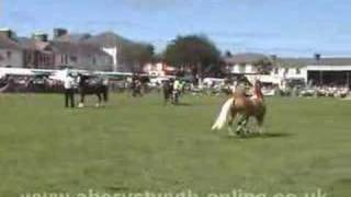 Aberaeron Festival of Welsh Ponies and Cobs