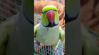 Talkative Ringneck #parrots #shorts #birds #asmr #viral