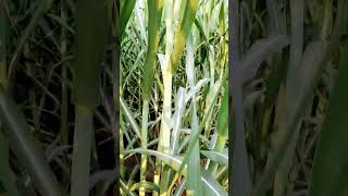 variety co11082 #sugarcane #farming