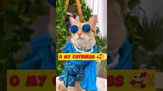 Cute Cat videos | New Funny Animals Video | #shorts #cutecat