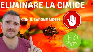 COME ELIMINARE LA CIMICE CON UN PRODOTTO NATURALE E BIOLOGICO