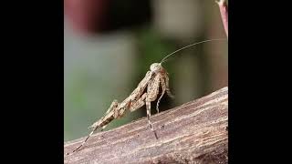 Indian Bark Mantis(humbertiella genus) grooming itself(2x) #mantis #catlike #grooming