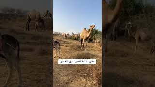 معروف الابل عدوانية إذا مرت بجانبها حيوانات مرة غنمنا دخل بالغلط مع الابل الابل لعبوا فيهم كورة😅