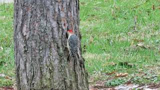 Red-bellied Woodpecker