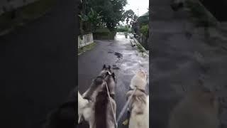 Reaksi Siberian Husky melihat Mangsa