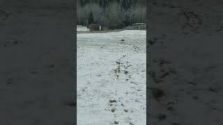 BogHog Snow ROOST to the face...Full Throttle  ...But its 4s Losi R/C