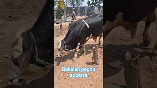 SAPI BAKALAN SUPERR #sapi #jualsapi #sapisimental