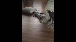 cat spins pillow right before epic takedown