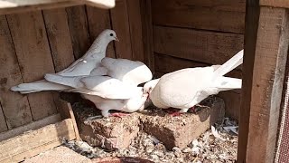 Breeder Pair Update my setup 2022 :11:15 |M Asad Birds| #masadbirds