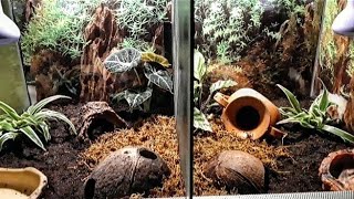 Pacman-Frosch/Schmuckhornfrosch(Ceratophrys cranwelli)-Jungtier Terrarium ,Einrichtung&Technik.