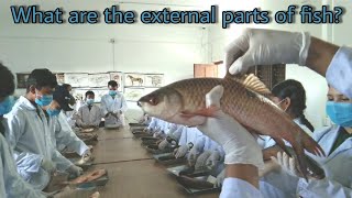 External Parts of Fish, External anatomy of fish, structure, function, Male and Female of Fishes.