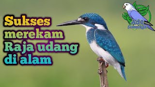 Sukses merekam burung Raja udang|Tengkek|Cekakak di Alam