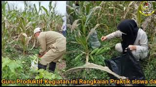 Panen Raya Jagung Manis