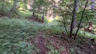 10-minutes with me walking alone in the forest / 🌲Forest bathing / 🧘‍♂️Take a breath. Pov