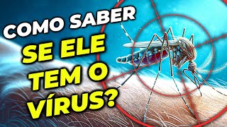 FUI PICADO: VOU PEGAR DENGUE?