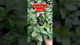 زراعه النعناع بكل سهوله وطرق العنايه بها #زراعه #اكسبلور #agriculture #نباتات #ترند #نعناع