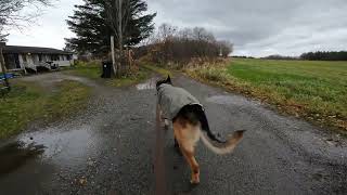 German shepherd on walk. Eros på tur. 23.10.2024. still you tubes most boring video part 1