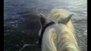 beach galloping part 2 longer, faster and chase some seaguls