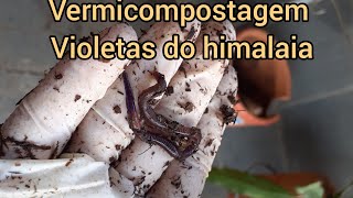 Vermicompostagem com as minhocas violetas do himalaia