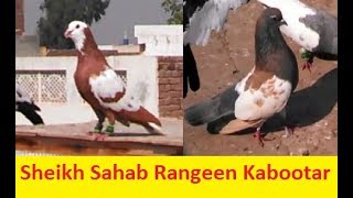 Pigeons of Sheikh Sahab || Multan ke khubsurat kabootar..