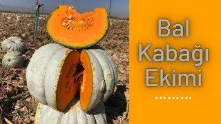 Balkabağı nasıl ekilir? Sakarya balkabağı. tarım