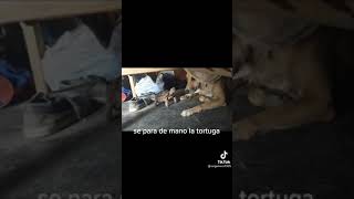 perro vs tortuga