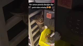 Dostunu iyi seçmeli 😅 #shorst #kedi #cat #sessizyazar #öneçıkar #keşfet #köpek #kesfet #shorts #gece