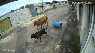 vaca vira-lata de lixo  tá difícil na minha rua um dia a cavalo outro dia é vaca 🤣🤣🤣🤣