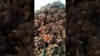 Salak Pondoh Banjarnegara siap di order bosku #salak #shorts