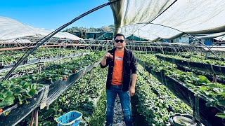 PICKING OF STRAWBERRY 🍓