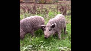 Pigs return to Sharpham's rewilding fields