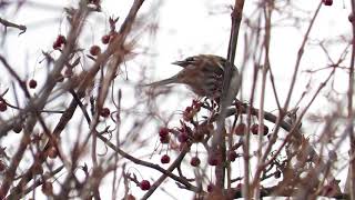 Common Redpoll