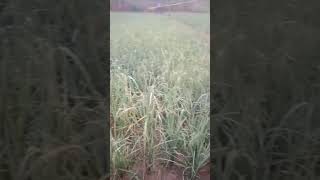 lagi santai aja hari ini #fypシ #fyptiktok #warzone #trending #shots #fypシ゚viral#sawah #story