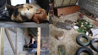 Guinea Pig Home Swap! (outdoor aviary)