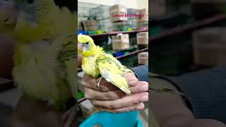 budgies recessive piad chick