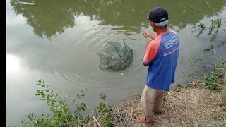 WOWW....PASANG BUBU PAYUNG BUAT CARI UDANG || CARI UDANG