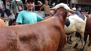 Sapi Qurban Harga Ekonomis Yang Banyak Dicari